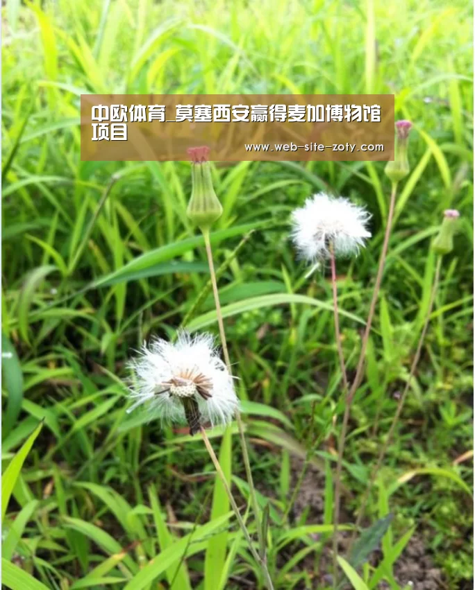 中欧体育_莫塞西安赢得麦加博物馆项目(图2) zoty体育